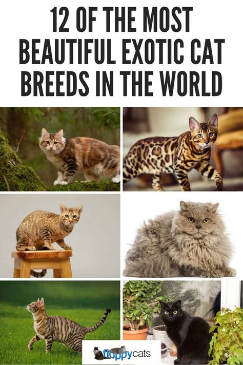 Exotic cat breeds, rare cat breeds, unique cat breeds you didn't know existed. Exotic Cat Breeds, Rare Cat Breeds, Ocicat, Selkirk Rex, Burmese Cat, Egyptian Mau, Rare Cats, Rex Cat, Exotic Cats