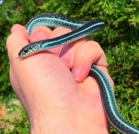 CBB Blue Striped Garters Garter Snake by Garter Guy LLC Dream Snake, Garter Snake, Blue Garter, Cute Snake, Pet Snake, Garters, 귀여운 동물, Animals Friends, Reptiles