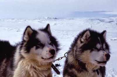 Huskies in Antarctica Canine Poetry, Dog Poetry, Dog Motif, 5 Anime, Silly Dogs, Bad Dog, Silly Animals, Dog Sledding, Arte Fantasy