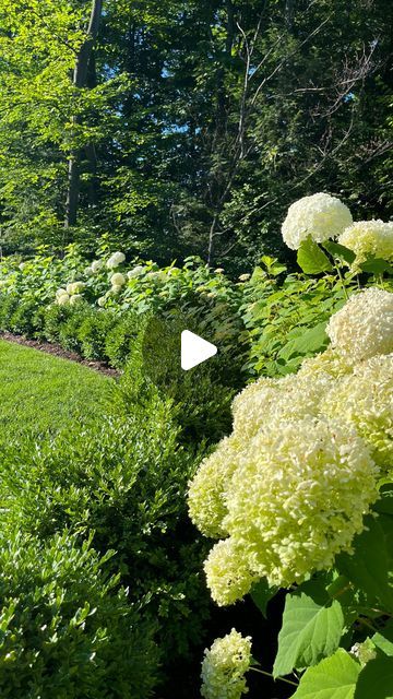 Sustainable Landscapes on Instagram: "A natural fence that is both beautiful and functional!  Annabelle Hydrangeas serve as the backdrop, with green velvet boxwoods framing the front row. Soon the opening will be home to a cedar arbor to create a timeless focal point 👌  #beautifulbackyard #hydrangeas #landscapedesign #landscaping #landscape #sustainabledesign #traversecitylandscape" Incrediball Hydrangea And Boxwood, Hydrangea Along Fence, Boxwoods And Hydrangeas Front Of House, Green Velvet Boxwood Landscaping, Boxwood And Hydrangea Landscaping, Hydrangea And Boxwood Landscaping, Arborvitae And Hydrangea Landscaping, Hydrangeas And Boxwoods, Landscaping With Boxwoods