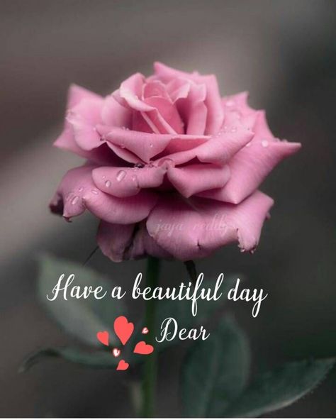 3930+ Good Morning Pictures, Images, Photos - Page 3 Good Morning With Roses Love, Good Morning Rose, Good Morning Dear Love, Good Morning Roses Images Love, Good Morning My Dear, Good Morning Dear, Wonderful Day Quotes, Free Good Morning Images, Good Day Wishes