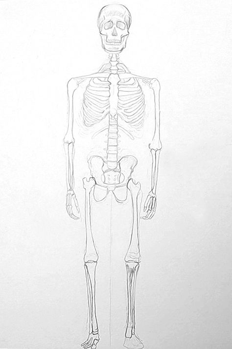 Skeleton Sketch Easy, Human Skeleton Drawing, How To Draw A Skeleton, Skeleton Drawing Reference, Skeleton Sketch, Skeleton Drawing Easy, Skeleton Art Drawing, Human Body Bones, Bone Drawing