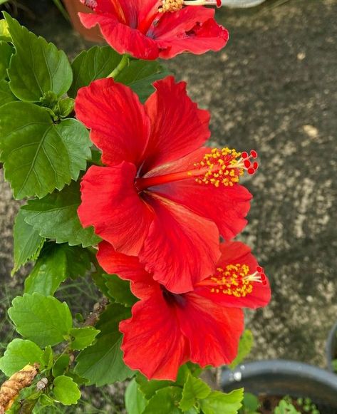 Kerala Aesthetic, Hibiscus Garden, Red Hibiscus, Nothing But Flowers, Beautiful Flowers Garden, Sugar Flowers, Hibiscus Flowers, Flower Images, Pretty Places