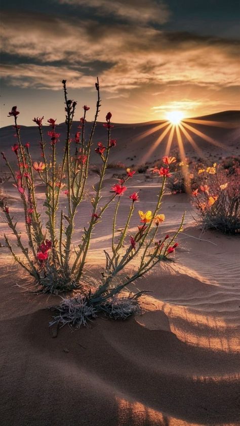 Sandy Desert, Image Prompts, Beautiful Nature Wallpaper Hd, Desert Sunset, Golden Light, Breathtaking Beauty, Sunset Wallpaper, Beautiful Nature Wallpaper, Golden Lights