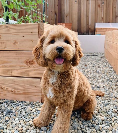 Teddy Haircut, Cockapoo Haircut Styles, Cockapoo Full Grown, Cavapoo Full Grown, Cockapoo Haircut, Berry Ideas, Mini Cockapoo, Cavapoo Dogs, Puppy Tips