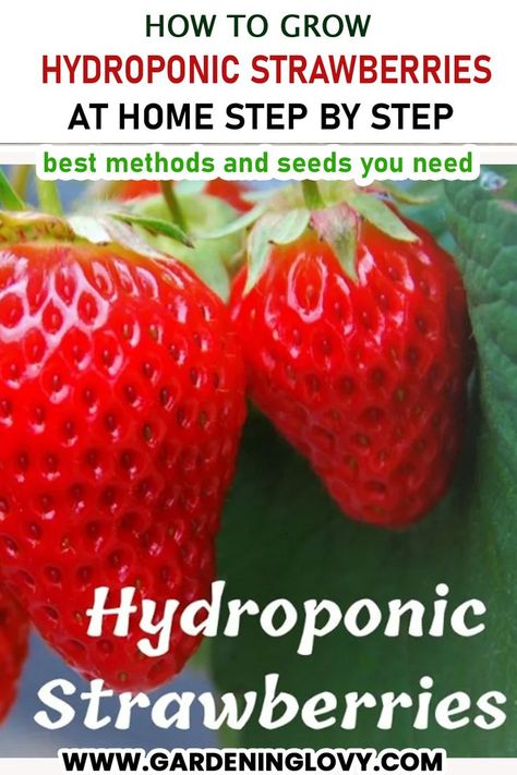 Homemade Hydroponic System, Plants In The House, Hydroponic Strawberries, Hydroponic Herb Garden, Indoor Hydroponic Gardening, Diy Hydroponics, Hydroponic Solution, How To Grow Herbs, Growing Green Beans