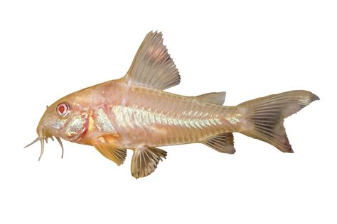 Corydoras Catfish Care Sheet Albino Cory Catfish, Albino Corydoras, Corydoras Catfish, Freshwater Aquascape, Fish Guppy, Cory Catfish, Wild Caught Fish, Betta Aquarium, Pet Things