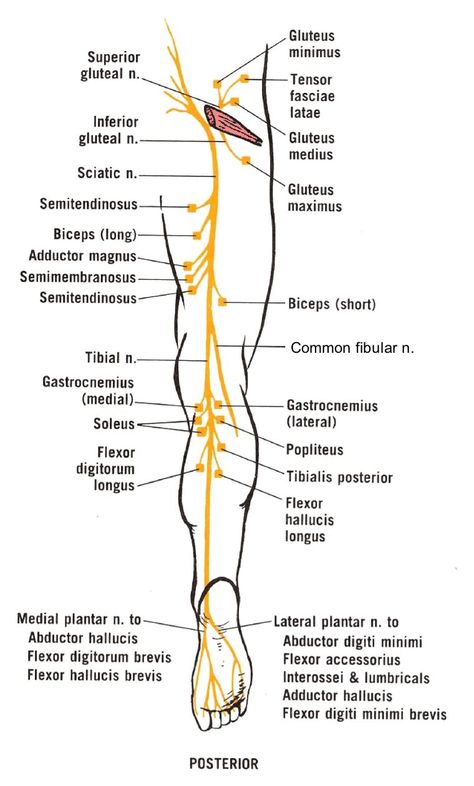 Sciatic Nerve course, divisions and served muscles Sciatic Nerve Anatomy, Sciatic Nerve Diagram, Spinal Nerves Anatomy, Siatic Nerve, Punkty Spustowe, Nerve Anatomy, Manual Driving, Decompression Therapy, Sciatica Symptoms