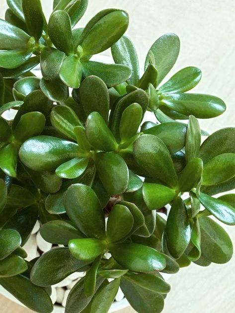 Mint Plant Care, Jade Plant Care, Money Tree Plant, Succulent Tree, Home Vibes, Jade Plant, Plant Benefits, Mint Plants, White Pot