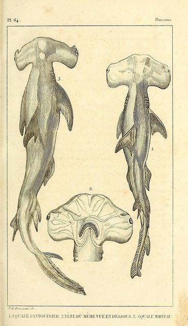 Hammerhead shark illustration Tato Realis, Scientific Drawing, Science Illustration, Shark Art, Hammerhead Shark, Scientific Illustration, Old Book, Marine Animals, Ocean Creatures