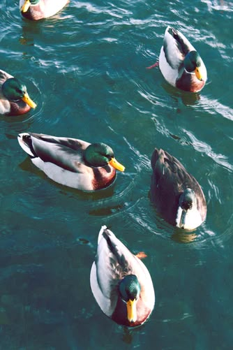 Duck Images, Duck Photography, Duck Pictures, Mallard Ducks, Duck Wallpaper, Duck Photo, Pet Ducks, Duck Bird, Ocean Aesthetic