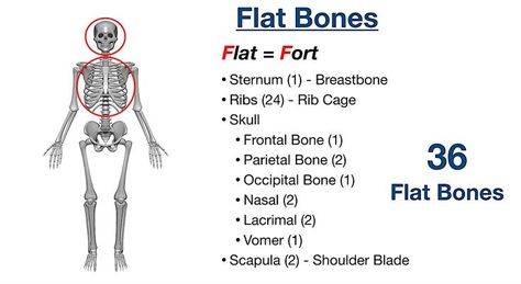 skeletal system anatomy, types of flat bones, notes, worksheet, drawings, chart, nursing medical study guide Flat Bones Anatomy, Skeletal System Anatomy Notes, Skeletal System Anatomy, Types Of Bones, Human Skeleton Anatomy, Radiology Student, Medical Photography, Mental Health Nursing, Skeletal System