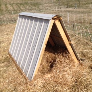 A pig shelter for pastured hogs. Photo taken at Broad River Pastures. Lean To Pig Shelter, Diy Hog Shelter, Portable Pig Shelter, A Frame Pig Shelter, Trailer Siding, Pig Shelter Diy, Chickens In Sweaters, Sheep Shelter, Pig Shelter