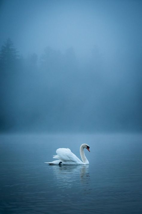 Swan Photos, Swan Painting, Swans Art, Beautiful Swan, White Swan, Backgrounds Phone Wallpapers, Swan Lake, Jolie Photo, Nature Aesthetic