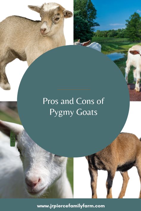 Pet Pygmy Goats, Pigmy Goats Full Grown, Pygmy Goat Pen Ideas, Nigerian Pygmy Goats, Pygmy Goat Pen, Goats Homestead, Pygmy Goat Care, Pygmy Goat House, Aesthetic Farm Animals