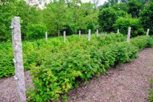 The Martha Stewart Blog : Blog Archive : Picking Raspberries at My Farm Wire Trellis, Raspberry Bush, Raspberry Plants, Blooming Orchid, Berry Garden, Berry Bushes, How To Grow Taller, Beach Gardens, Food Garden