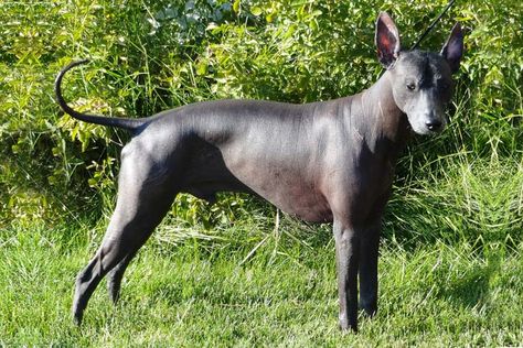 Peruvian Inca Orchid Peruvian Inca Orchid, Peruvian Hairless Dog, Mexican Hairless Dog, Ancient Dog Breeds, Every Dog Breed, Akc Breeds, Hairless Dog, Chinese Crested Dog, Animal References