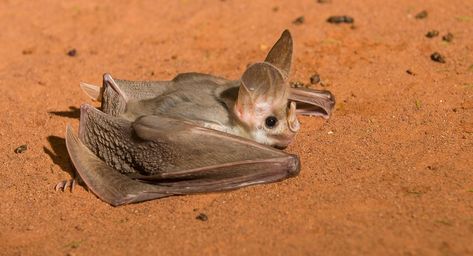 Bat Photography, Bat Images, Bat Species, Ghost Bat, Bat Art, Animal References, Cute Bat, Vampire Bat, Incredible Creatures