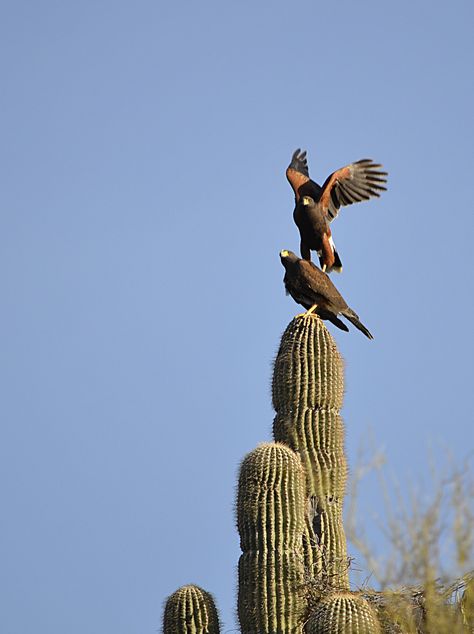 2 Harris' hawks stacking Hawk Art, Harris Hawk, Therian Stuff, Eagle Pictures, Bird Of Prey, Sonoran Desert, Beautiful Animals, Birds Of Prey, Hawks