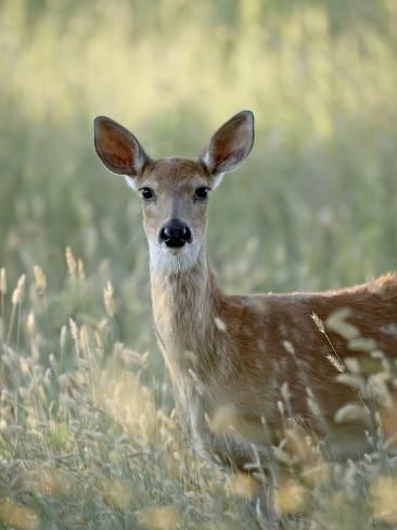 size: 24x18in Photographic Print: Whitetail Deer (Odocoileus Virginianus) Doe, Devil's Tower National Monument, Wyoming, USA by James Hager : Female Deer, Devils Tower National Monument, Picture References, Funny Deer, Deer Doe, Devils Tower, Deer Painting, Place Holder, Nature Drawing