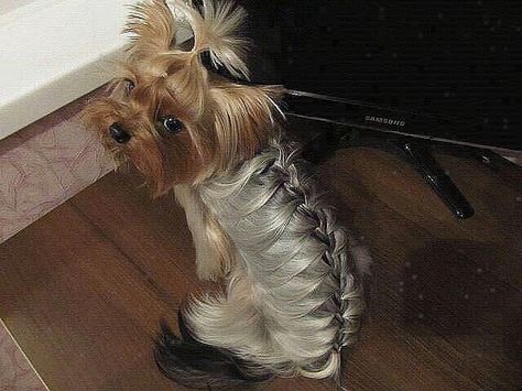 Check out this cutie rockin' the new trend of the season...Braids! Dog Hairstyles, Yorkie Hair, Yorkie Hairstyles, Yorkie Haircuts, Creative Grooming, Dog Haircuts, Yorkie Dogs, Yorkshire Terriers, Yorkie Puppy