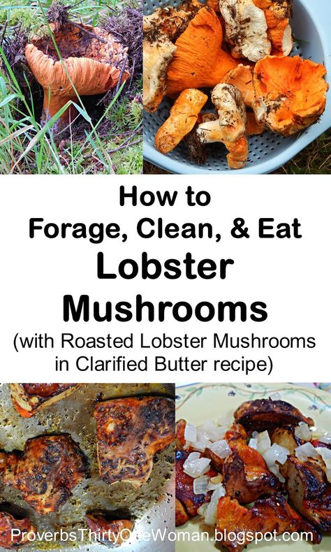 Lobster Mushroom Recipes, Identifying Mushrooms, Wild Mushroom Recipes, Edible Wild Mushrooms, Lobster Mushroom, Growing Mushrooms At Home, Wild Food Foraging, Mushroom Growing, Foraging Recipes