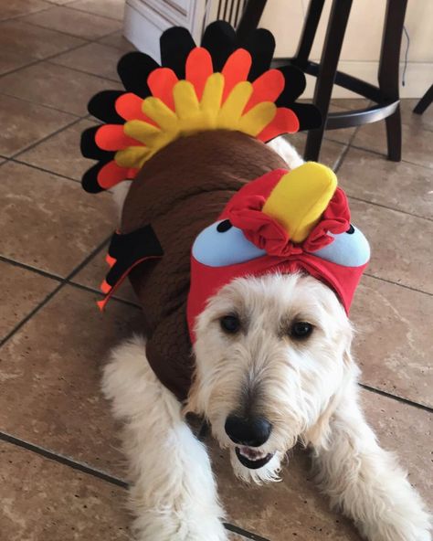 29 Dogs Ready To Celebrate Thanksgiving With You! [PICTURES] Dog Thanksgiving Pictures, Fall Dog Photos, Happy Thanksgiving Memes, Pampered Dogs, Happy Thanksgiving Images, Turkey Dogs, Dog Thanksgiving, Widget Board, Happy Turkey Day