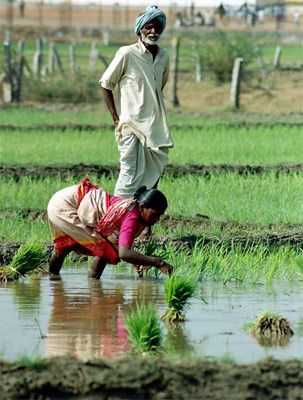 trans - Planting Rice from nursery to main fields, India. paddy is cultivated in India during the monsoon season. germinated in nursery fields & transplanted to main fields with knee/calf height clogged water. Indian Agriculture, Rice Farming, Agriculture Photography, Rice Paddies, Monsoon Season, Amazing India, Village Photos, Rural India, Village Photography