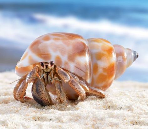 Hermit Crab Shells, Ocean Projects, Crab Shells, Hermit Crabs, Crab Shack, Life Aquatic, Hermit Crab, Aquatic Animals, Crustaceans