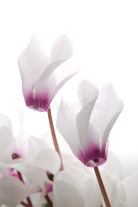 Cyclamen. Close-up of soft white and pin cyclamen persicum against white backgro #Sponsored , #Affiliate, #affiliate, #Close, #white, #persicum, #soft White Cyclamen, Cyclamen Persicum, Cyclamen Flower, Fantasy Worlds, Floral Photography, Graphic Design Tutorials, Design Tutorials, Soft White, Fantasy World