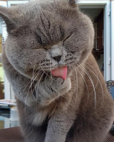 Bsh Cat, Drunk Cat, Cat Cleaning, Cat Reference, British Shorthair Cats, Scottish Fold, Cat Photography, Cat Quotes, British Shorthair