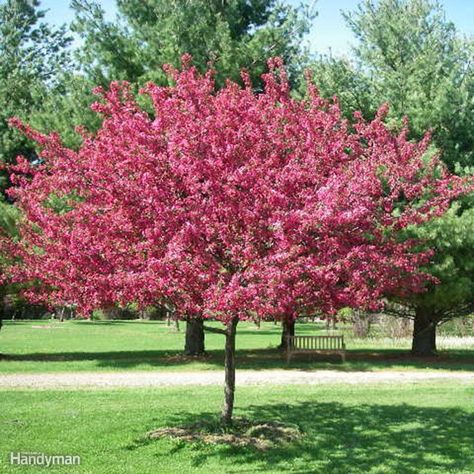 Whether it's your backyard or your front yard, don't pass up the chance to add beauty with the best trees for your backyard and good front yard trees. Flowering Crabapple Tree, Flowering Crabapple, Trees For Front Yard, White Pine Tree, Crabapple Tree, Pink Tree, Spring Family, Arbour Day, Backyard Retreat