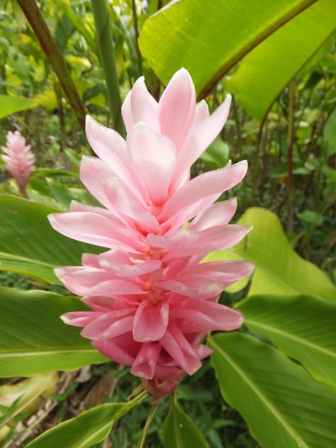 Pink Ginger Pink Ginger, Pacific Islands, Pretty Plants, Mini Paintings, Birds Of Paradise, Tropical Flowers, Ginger, Paintings, Plants