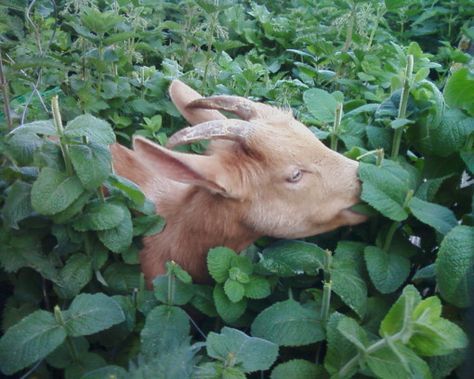 10 Things NOBODY Tells You About Goats UNTIL IT'S TOO LATE!!! #goats #homestead Goat Ideas, Keeping Goats, Pygmy Goats, Small Holding, Goat Care, Its Too Late, Raising Goats, Pygmy Goat, Dairy Goats