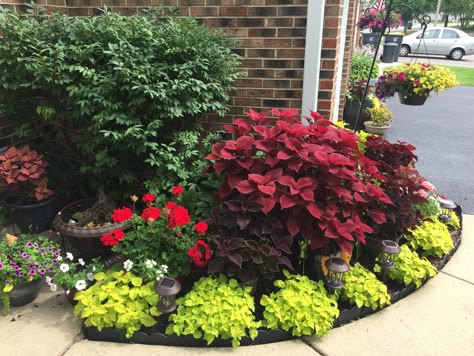 Coleus garden Coleus Plants Landscape, Coleus Landscaping, Coleus Garden, Garden Border Plants, Front Door Landscaping, Coleus Plants, Front Garden Landscape, Container Garden Design, Garden Paving