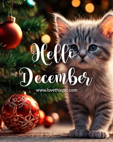 Kitten With Ornaments - Hello December december hello december hello december quotes hello december images december quotes and sayings hello december pictures hello december 2023 hello december quotes 2023 hello december background hello december ideas in 2023 Hello December Christmas Is Coming, Welcome December Images, Hello December Pictures, Hello December Images, Hello December Quotes, December Hello, December Blessings, December Background, December Pictures