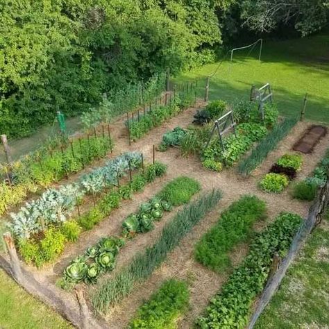 8 Unique Ideas for Your Veggie Garden - Grow Gardener Blog Veggie Garden Design Ideas, Farm Veggie Garden, Midwest Vegetable Garden, Backyard Veggie Garden Layout, Whimsical Vegetable Garden, Market Garden Layout, Tiered Vegetable Garden, Veg Garden Ideas, Farm Garden Ideas