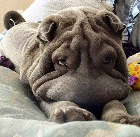 Wrinkly Dogs, Wrinkly Dog, Shar Pei Puppies, Fish Cat Toy, Chinese Dog, Shar Pei Dog, Every Dog Breed, Puppy Memes Funny, Chinese Shar Pei