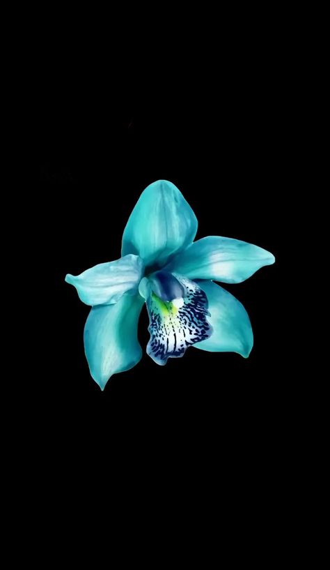 Teal Flower Wallpaper, Teal Wallpaper Iphone, Blue Flower Wallpaper, Lilly Flower, Medical Wallpaper, Ios Homescreen, Butterfly Wallpaper Backgrounds, Jenni Rivera, Teal Flowers