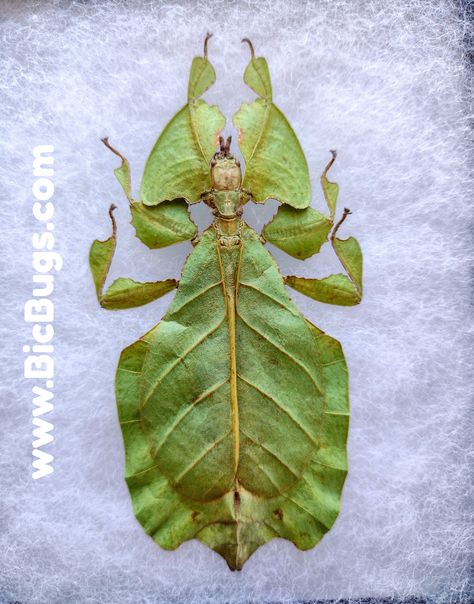 Pulchriphyllium pulchrifolium (say it out loud, it's fun!) also known as the walking leaf insect! As a form of camouflage, this insect looks exactly like a plant leaf (or a furniture leaf in the case of Animal Crossing), making them harder for predators to spot. #insects #ACNH #bugfacts #entomology #insectcollecting #nature Leaf Insect Drawing, Leaf Bug Drawing, Animal Crossing Insects, Leaf Insect Tattoo, Walking Leaf Insect, Leaf Insect, Leaf Bug, Camouflage Art, Walking Stick Insect