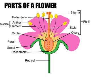 Part Of Flower, Animal Cell Organelles, Anatomy Of Human, Science Exhibition Projects, Flower Parts, Plants Worksheets, Human Cells, Cell Organelles, Plants Illustration