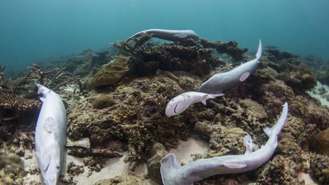 Petition · Florida State House: Stop shark finning in Florida! · Change.org Shark Finning, Fish Fin, Shark Conservation, Save The Sharks, Shark Fishing, Apex Predator, Shark Fin, Marine Conservation, Visit Florida