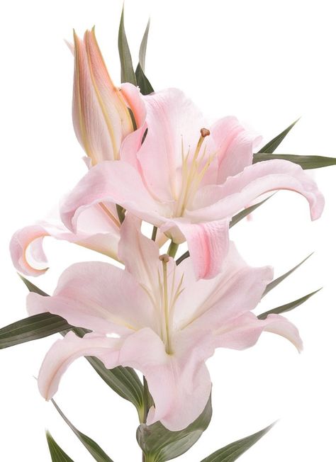 Blush Oriental Lily Nothing But Flowers, Flower Therapy, Beautiful Flowers Pictures, Pink Lily, Lily Flower, Flower Pictures, الرسومات اللطيفة, Wallpaper Iphone Cute, Love Flowers