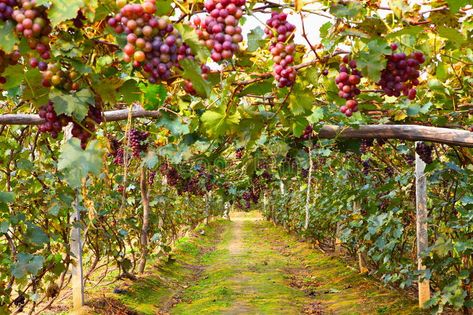 Grape Cluster. Grapes sit on the Vine with morning sunlight , #spon, #Grapes, #Cluster, #Grape, #sit, #sunlight #ad Grape Farm, Grape Vineyard, Morning Sunlight, Wine Country California, California Wine, Invasive Species, Wine And Spirits, Wine Country, Luxembourg