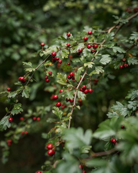 There’s a distinctive colour scheme emerging in the hedgerows at the moment. Rowan, wild rose, hawthorn and guelder rose all looking resplendent in red and green. PS: We published an autumnal foraging guide this week so be sure to see our digest for delicious things to make with some of these treasures! Foraging Guide, Guelder Rose, Things To Make, Bramble, Wild Rose, Wild Roses, Colour Scheme, Cranberry, Vines