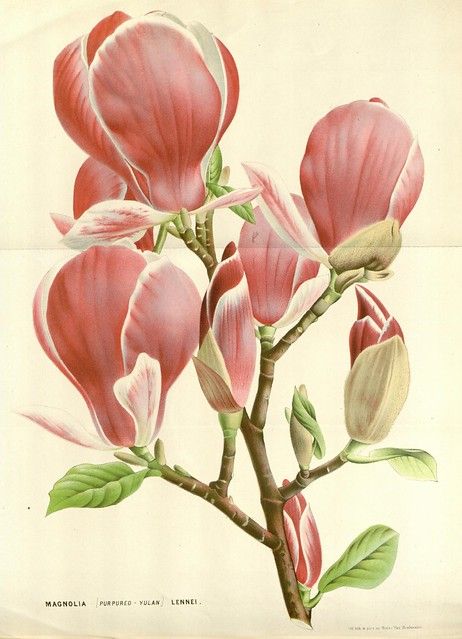 Magnolia Art, Illustration Botanique Vintage, Art Deco Illustration, Botanical Illustration Vintage, Illustration Botanique, Botanical Art Prints, Vintage Botanical Prints, Images Vintage, Illustration Vintage