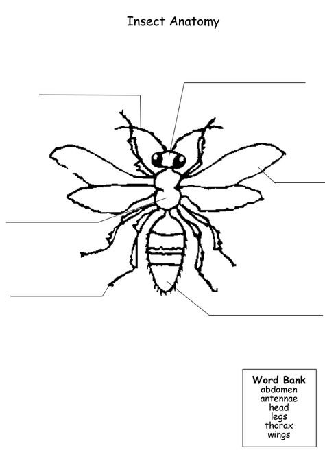 Printable worksheet to label parts of an insect | Free Insect Unit ... Parts Of An Insect Printable, Insect Labeling, Insect Worksheet, Insect Outline, Parts Of An Insect, Insect Preschool, Insect Body Parts, Insects Kindergarten, Insect Study