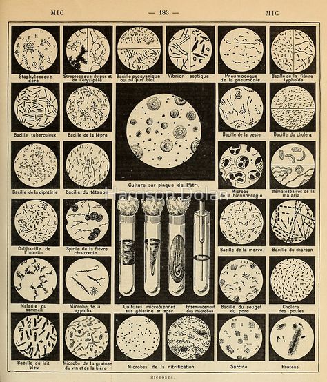 bacteria culture vintage french science journal by Harrison Dolan  #posters #vintage #antique Biology Academia Aesthetic, Vintage Science Aesthetic, Immunology Aesthetic, Little Women 2019 Aesthetic, Dark Science Aesthetic, Vintage Science Posters, Science Academia, Journal Poster, Bacteria Culture