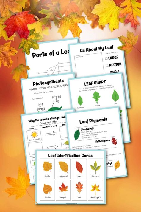 November Crafts For Kids - Tons of Easy Fall and Thanksgiving Crafts Fall Leaf Worksheets For Preschool, Parts Of A Leaf Preschool, Fall Worksheets For Kids, September Crafts For Kids, November Crafts For Kids, Parts Of A Leaf, Leaf Activities, Fall Homeschool, Leaf Printables