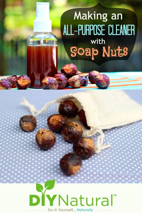 Soap nuts can be used to make a natural, homemade all-purpose cleaner for just about everything in your home - from laundry to dishes to floors to toilets. Soap Nuts Dish Soap, Soap Nuts Uses, Soap Nuts Recipes, Pioneer Lifestyle, Natural Pharmacy, Fruit Veggie Wash, Homemade All Purpose Cleaner, Natural Cleaners Diy, Green Cleaning Recipes